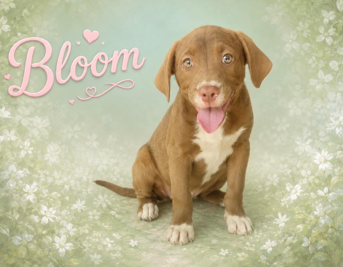 Enlarge Bloom, an adopted mixed breed in Toms River, NJ image 2/2