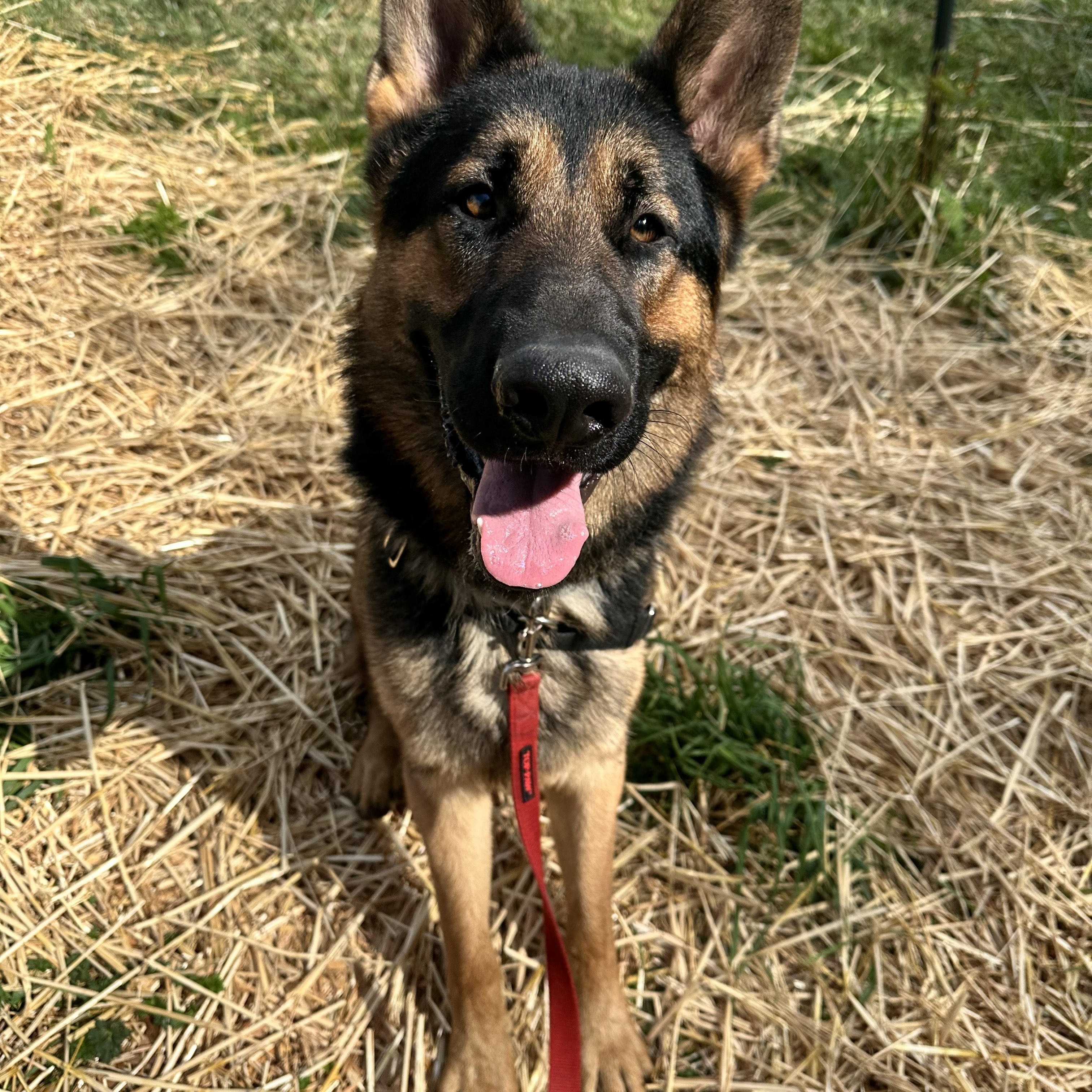 Newt, an adoptable German Shepherd Dog in Bellingham, WA, 98226 | Photo Image 1