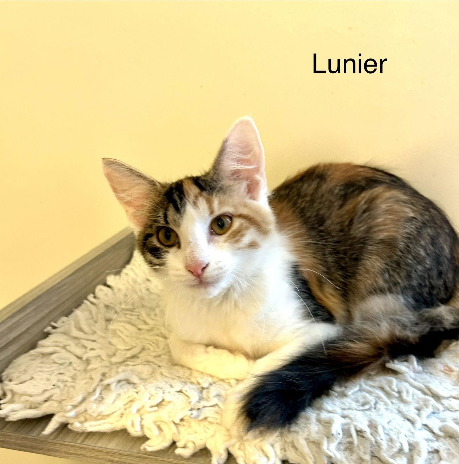 Lunier, Adopted, Kitten Female Calico & Domestic Short Hair.