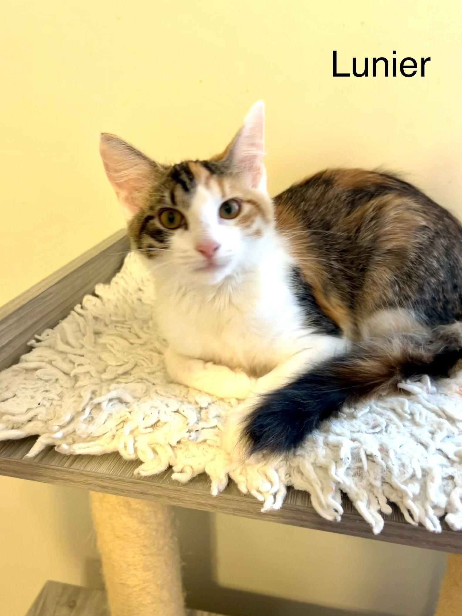 Enlarge Lunier, a Adopted mixed breed in Buford, GA image 3/3