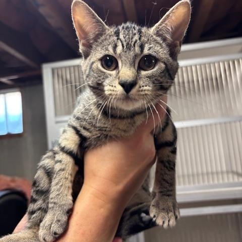 Enlarge Lae'zel, a Adoptable Domestic Short Hair in South Deerfield, MA image 2/2