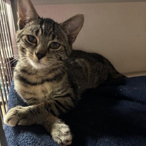 Lae'zel, Adoptable, Young Female Domestic Short Hair.