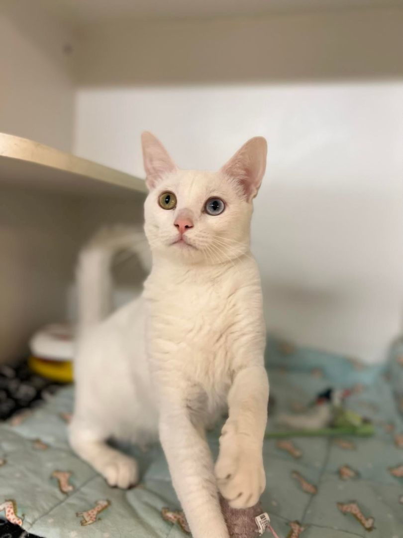 Enlarge Paul, an adoptable Domestic Short Hair in Seville, OH image 3/3