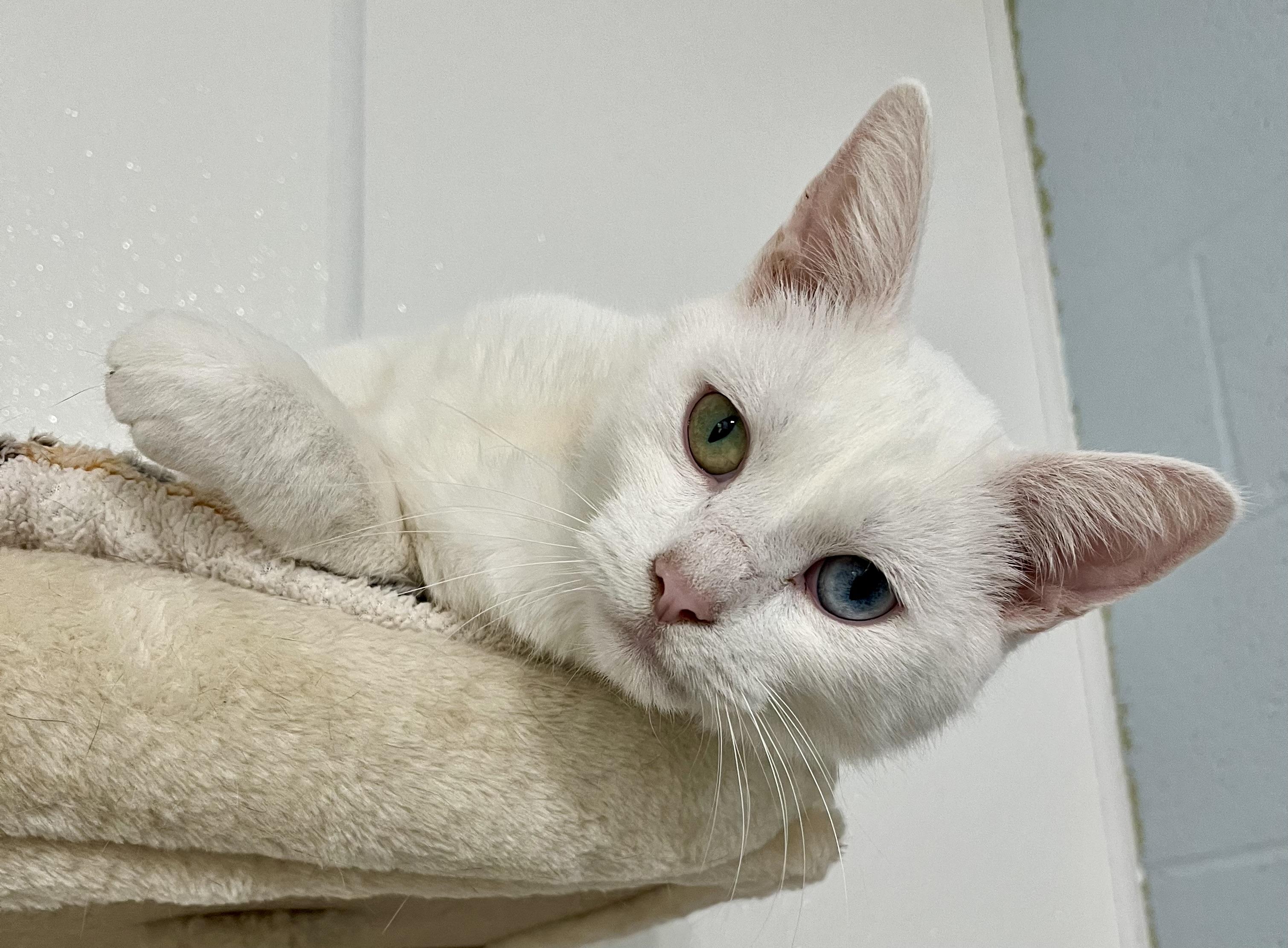 Enlarge Paul, an adoptable Domestic Short Hair in Seville, OH image 1/3