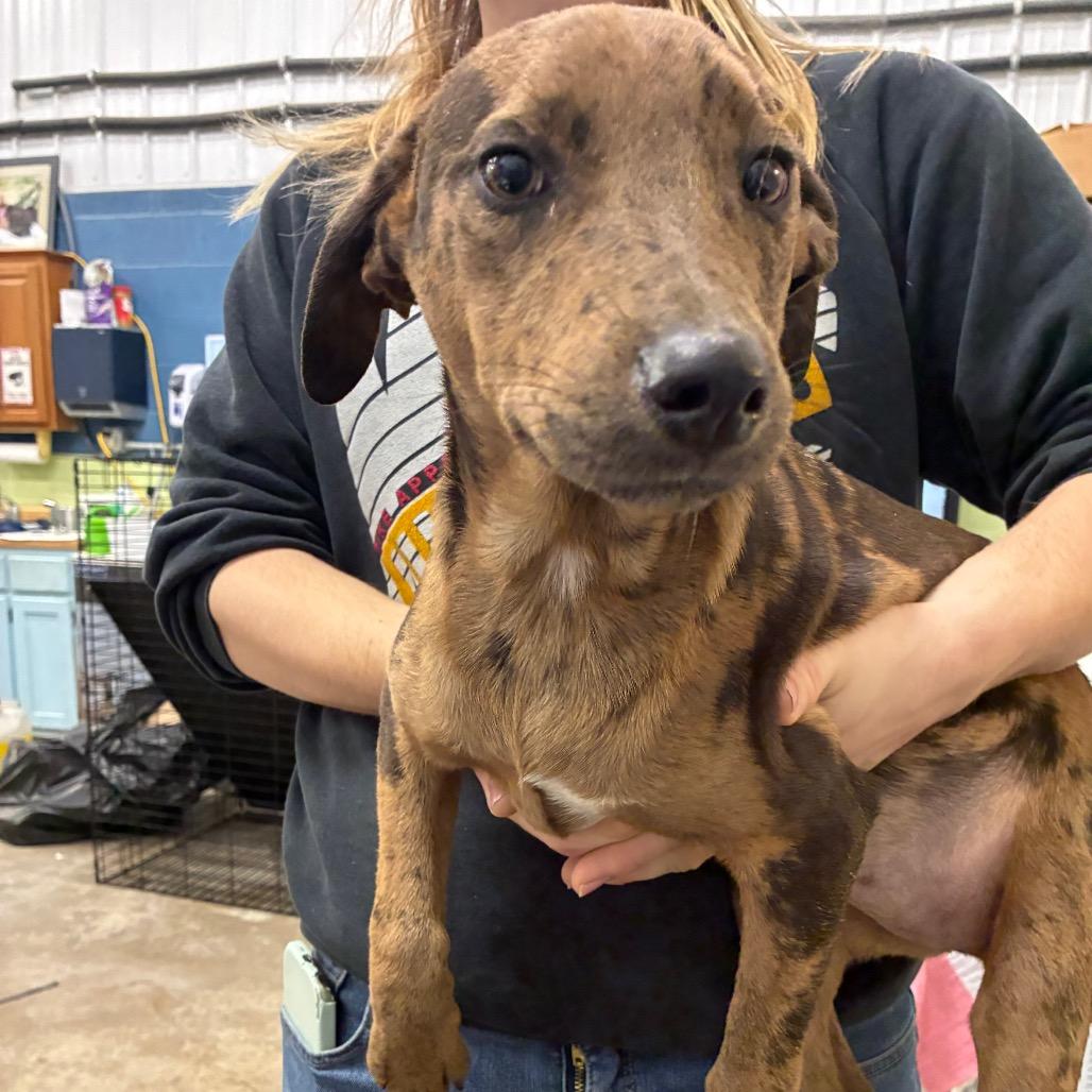 Royce, Adoptable, Young Female Mixed Breed.