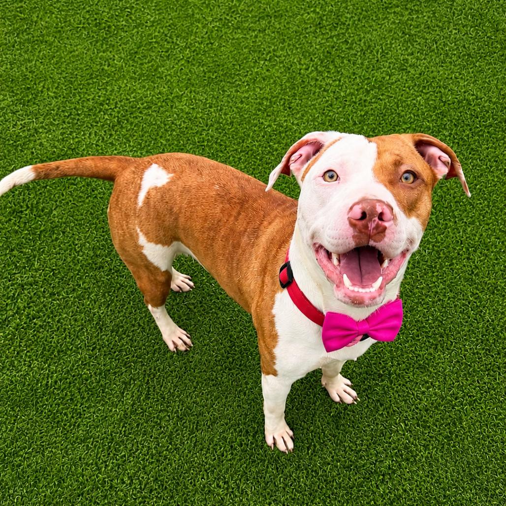 Cello, a Adoptable mixed breed in Binghamton, NY image 1/2