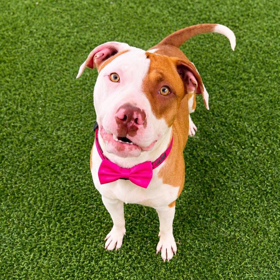 Cello, a Adoptable mixed breed in Binghamton, NY image 2/2
