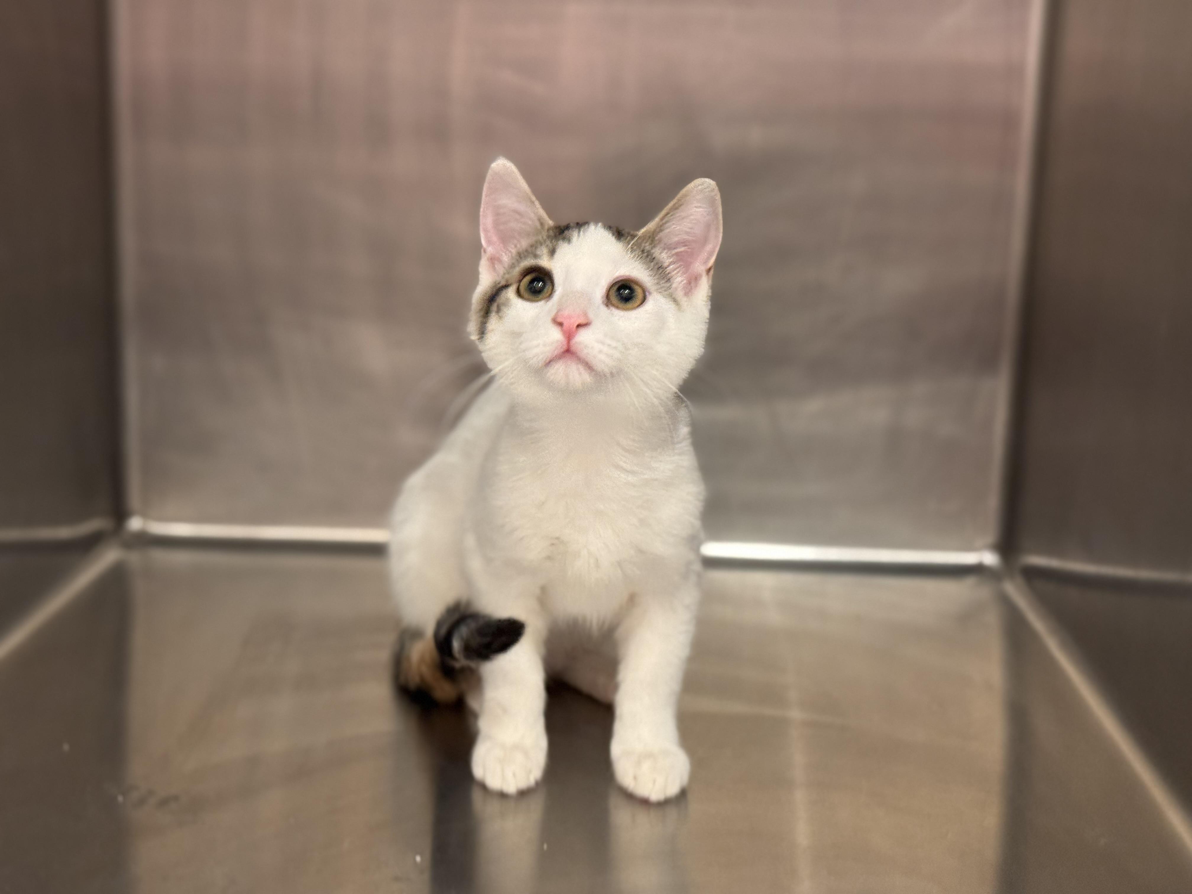 Enlarge Tootsie, a ADOPTABLE American Shorthair in Pueblo, CO image 1/1