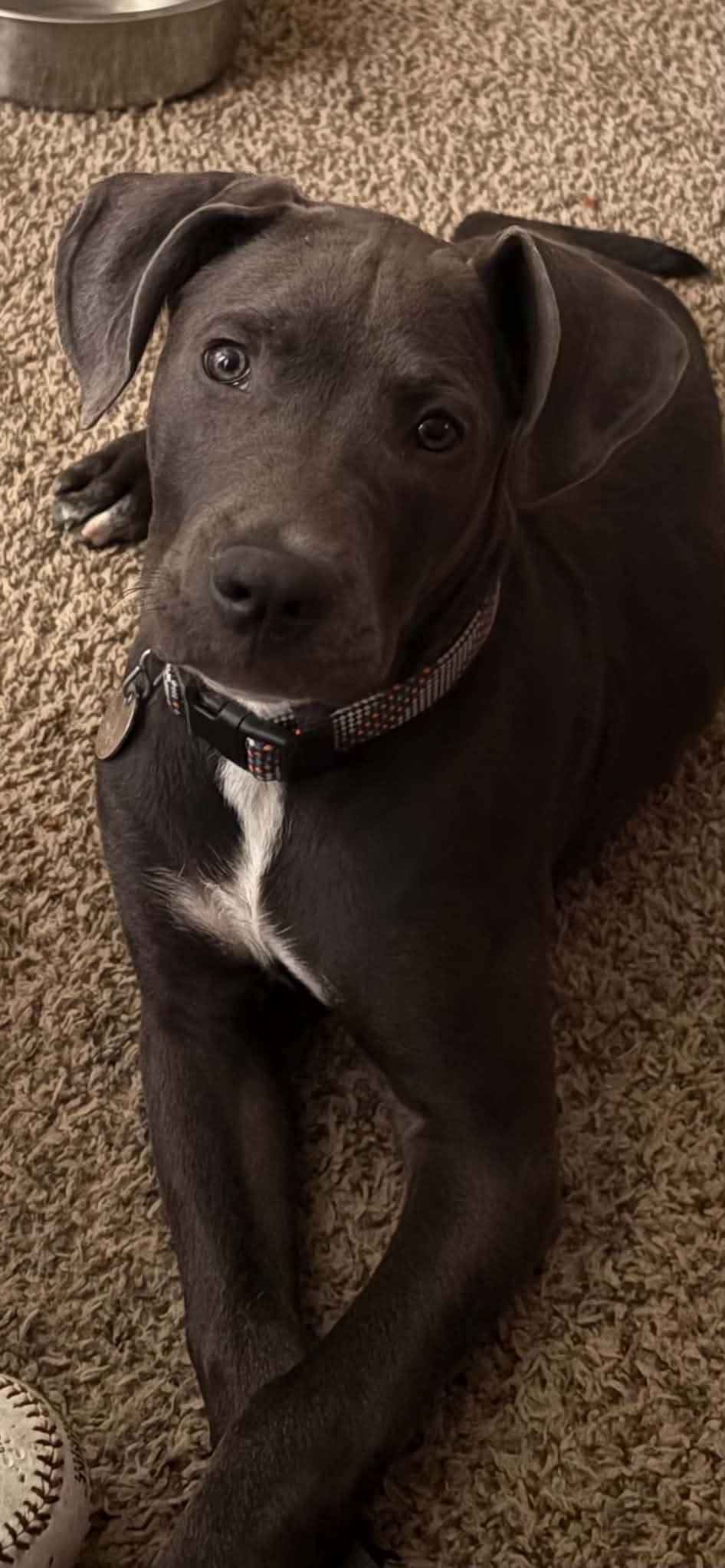 Enlarge Blue, a Adoptable Pit Bull Terrier in Oregon, OH image 2/3