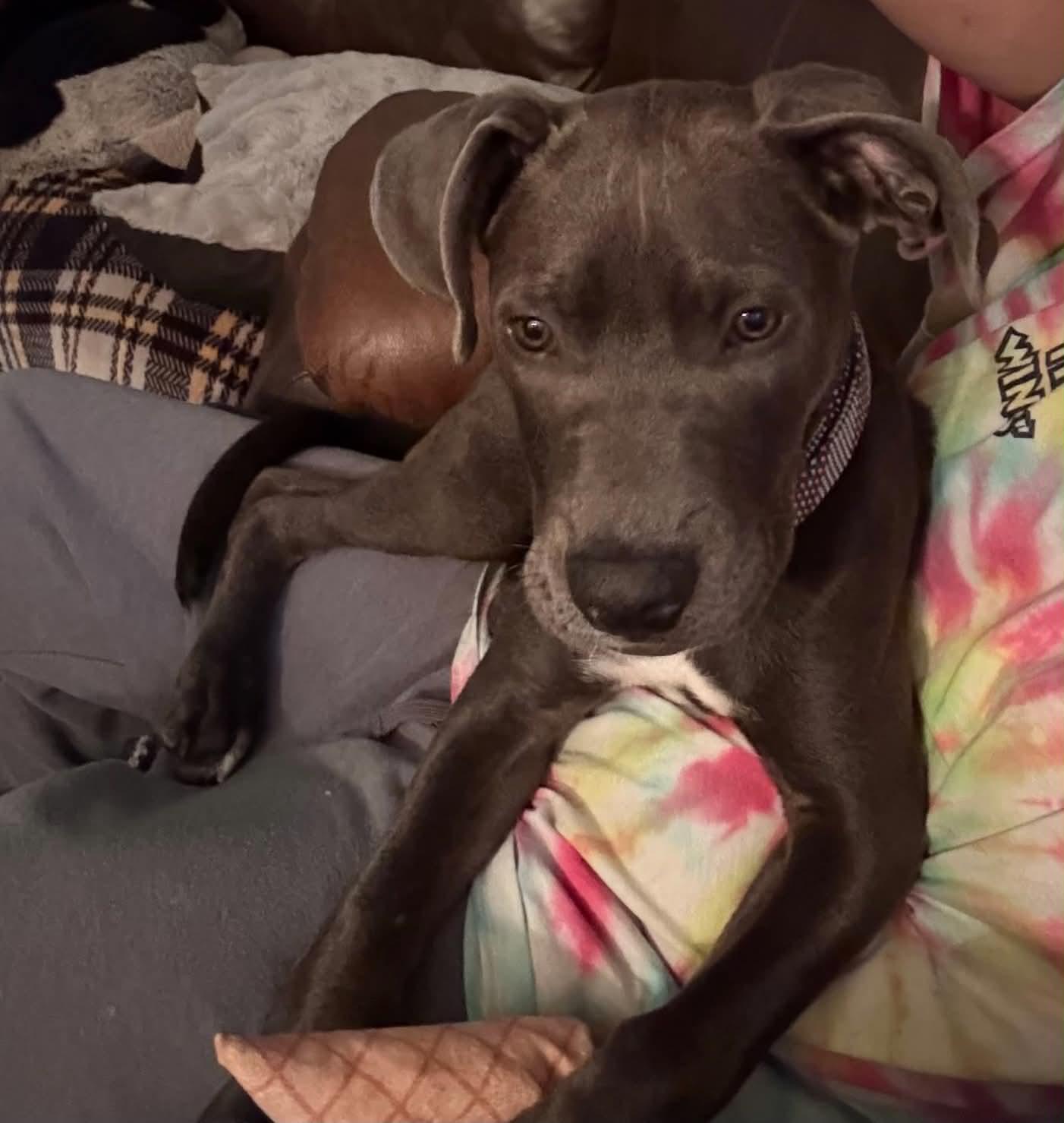 Enlarge Blue, a Adoptable Pit Bull Terrier in Oregon, OH image 3/3