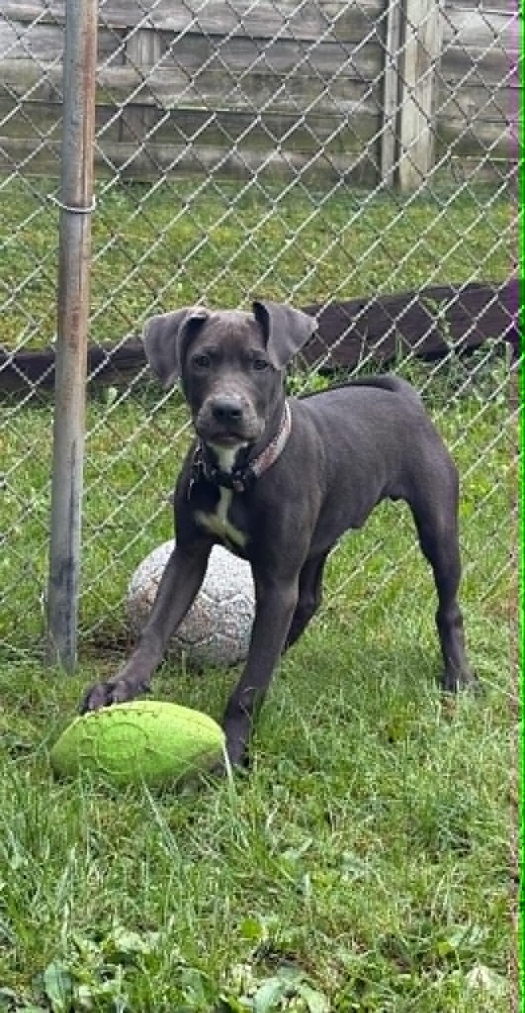 Blue, Adoptable, Young Male Pit Bull Terrier.
