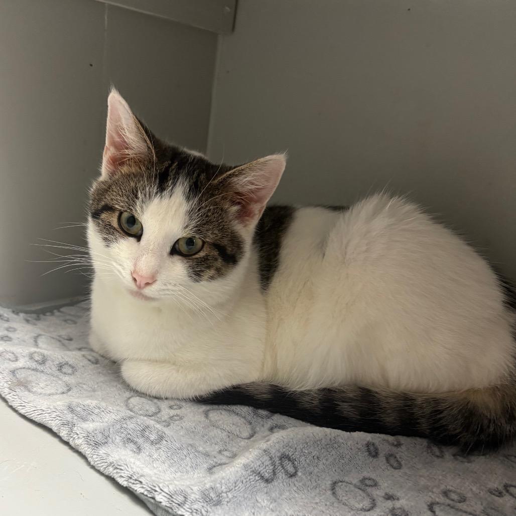 Enlarge Rainier, a Adoptable American Shorthair in Greenfield, IN image 1/3