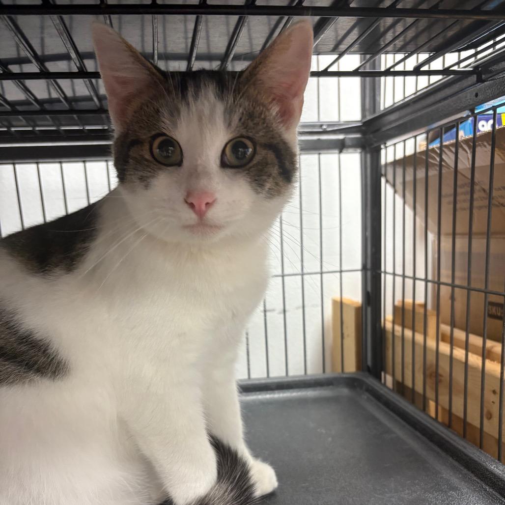 Enlarge Rainier, a Adoptable American Shorthair in Greenfield, IN image 2/3