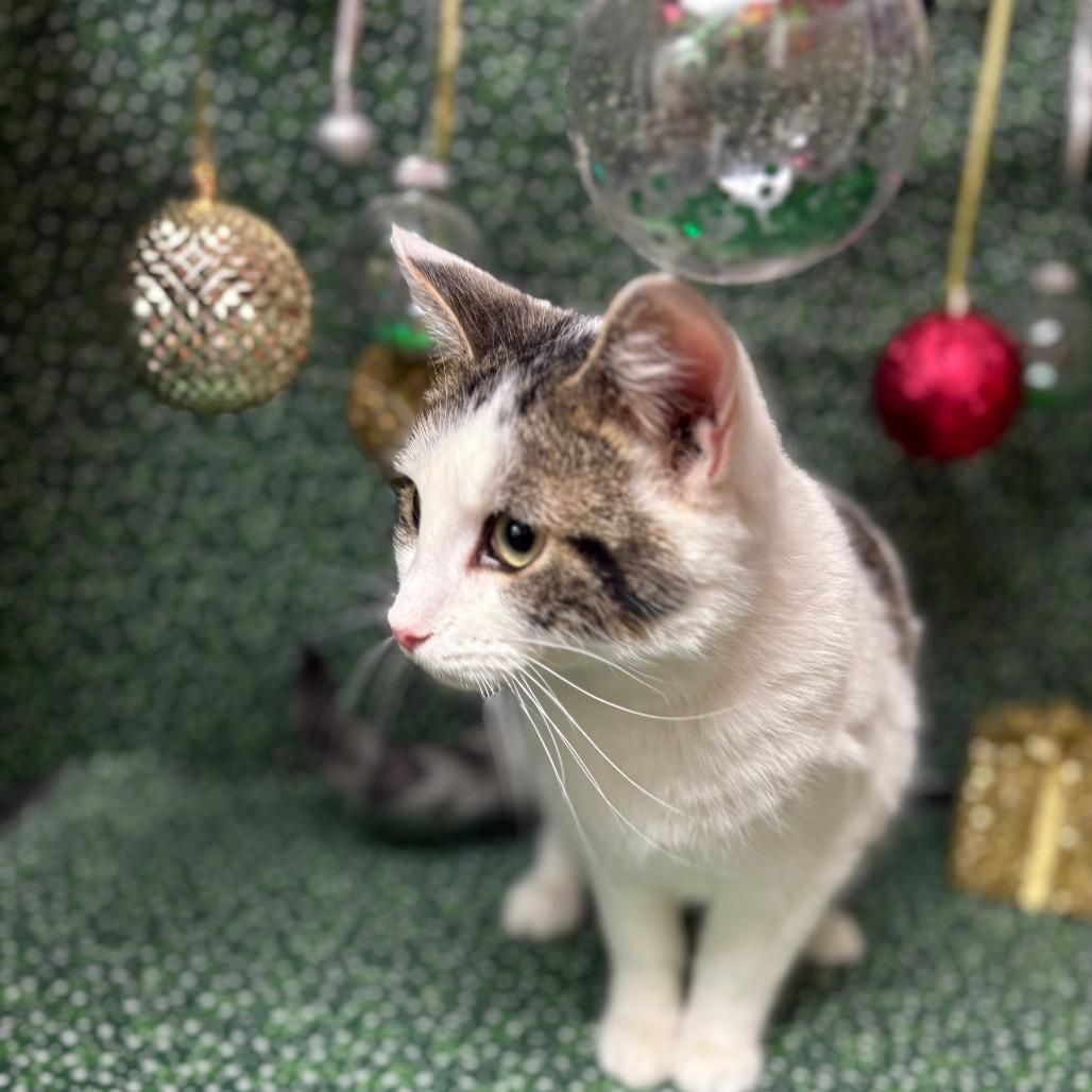 Enlarge Rainier, a Adoptable American Shorthair in Greenfield, IN image 3/3