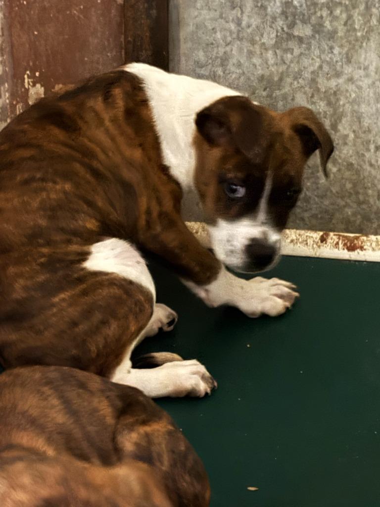 Enlarge Brick, a Adoptable Pit Bull Terrier in Swainsboro, GA image 1/1
