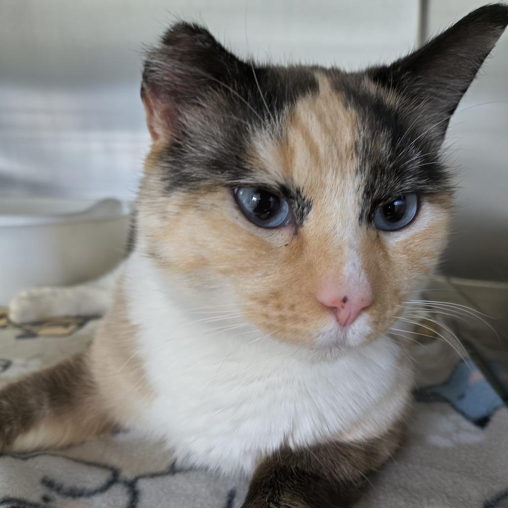 Clemantine, Adoptable, Adult Female Siamese.