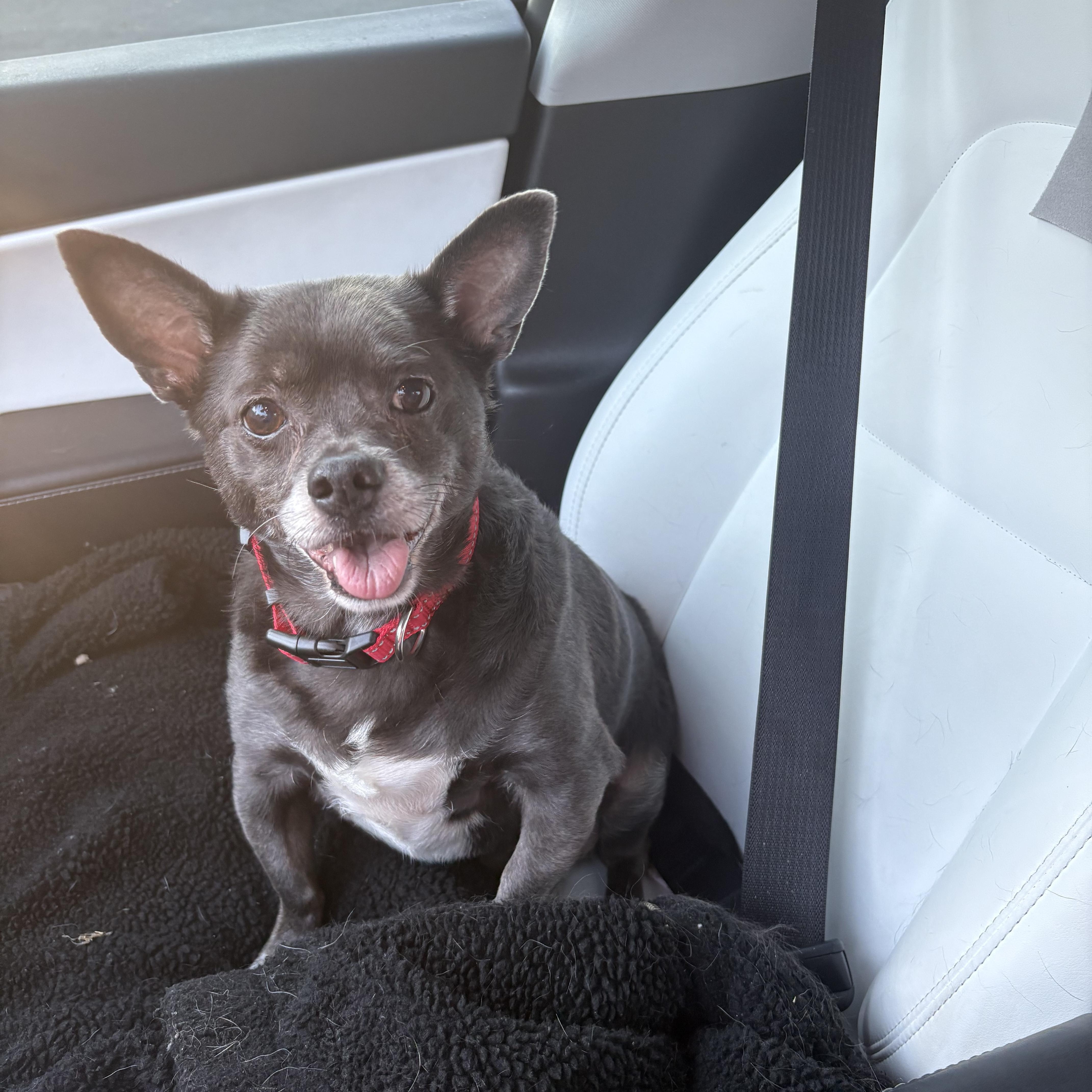 Enlarge Raider, a ADOPTABLE Chihuahua in DAVIS, CA image 1/4