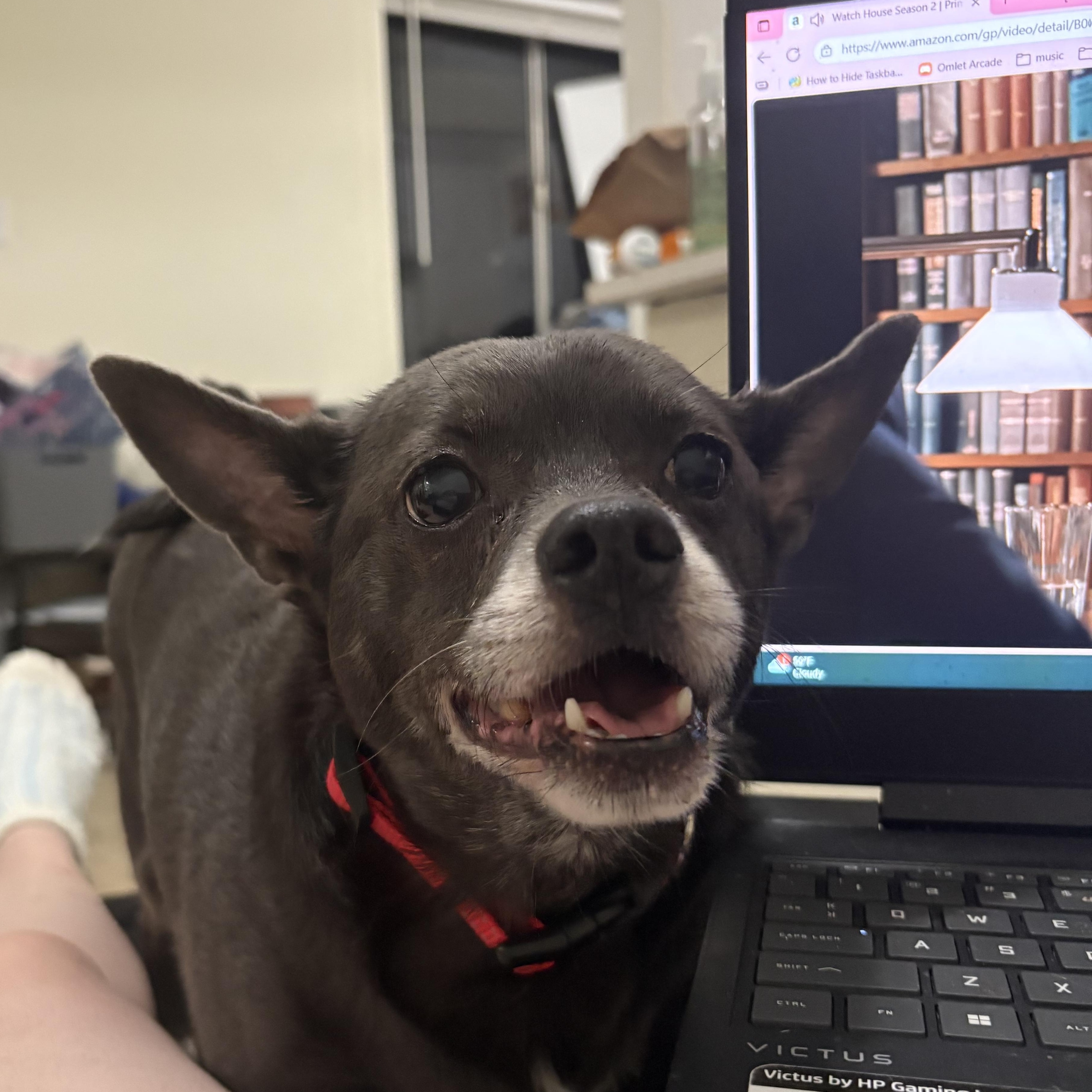 Enlarge Raider, a ADOPTABLE Chihuahua in DAVIS, CA image 2/4