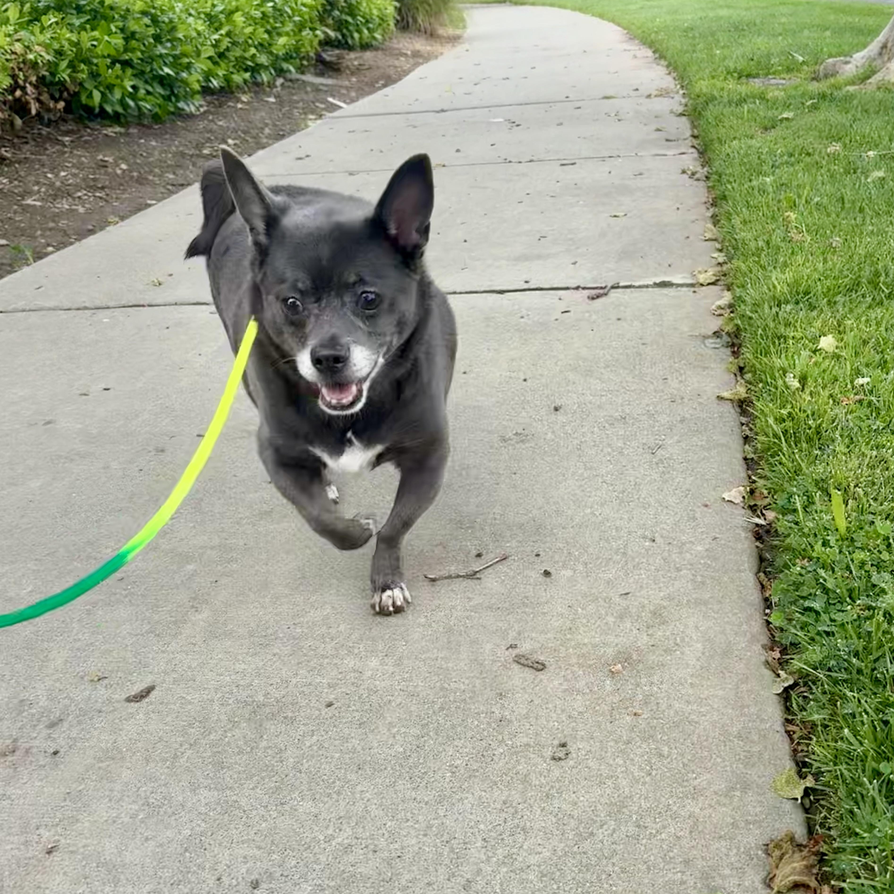 Enlarge Raider, a ADOPTABLE Chihuahua in DAVIS, CA image 3/4