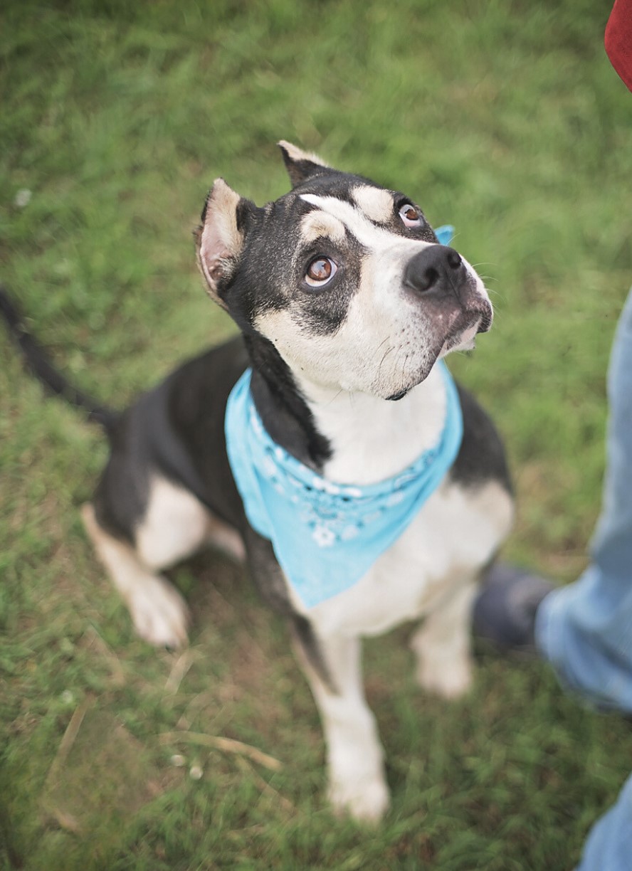 Bruno, a Adoptable mixed breed in Sheridan, CO image 6/6