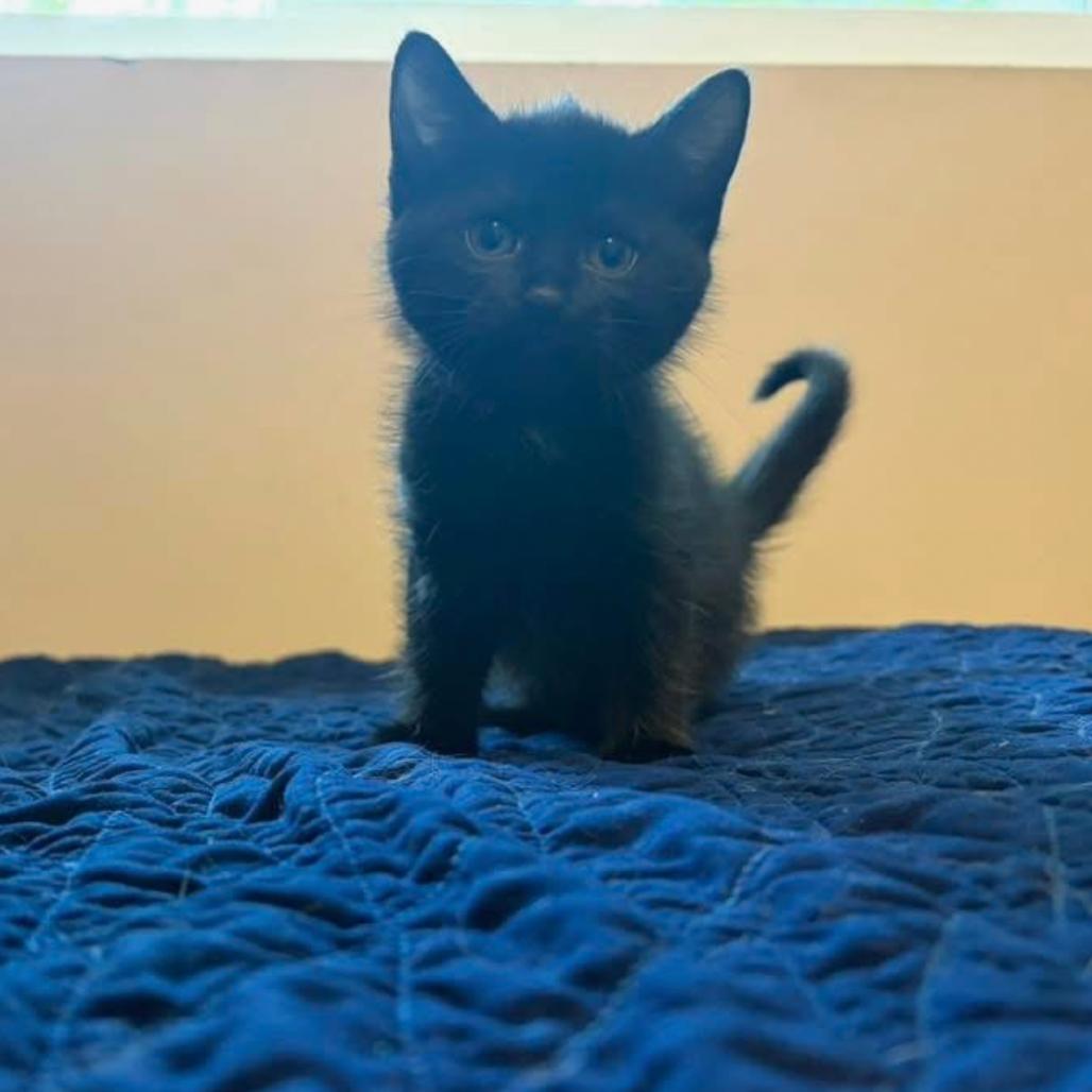 Elphaba, Adoptable, Kitten Female Domestic Short Hair.
