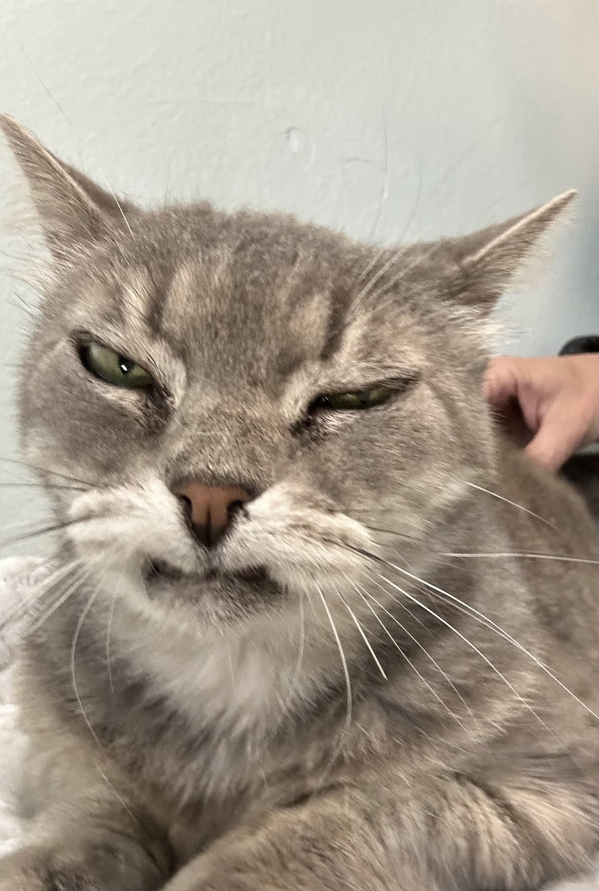 Selena, an adopted Domestic Short Hair in New Port Richey, FL image 4/4