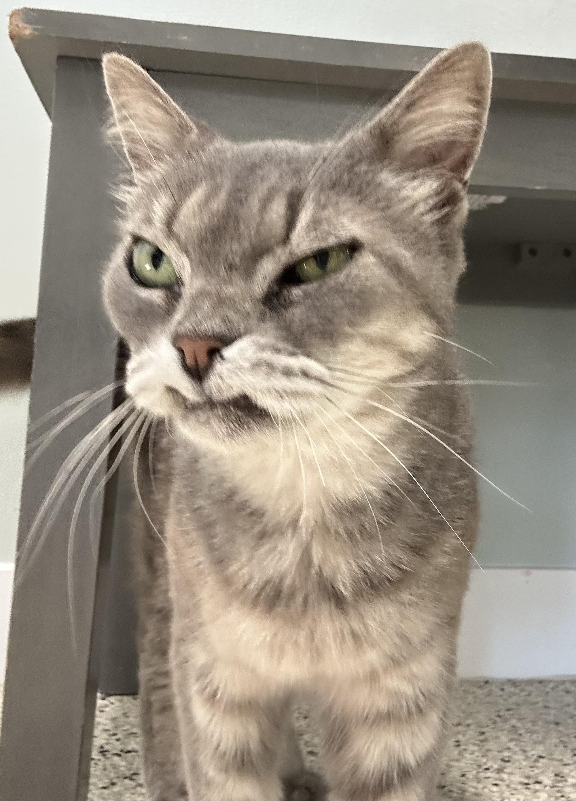 Selena, adopted, Senior Female Domestic Short Hair.