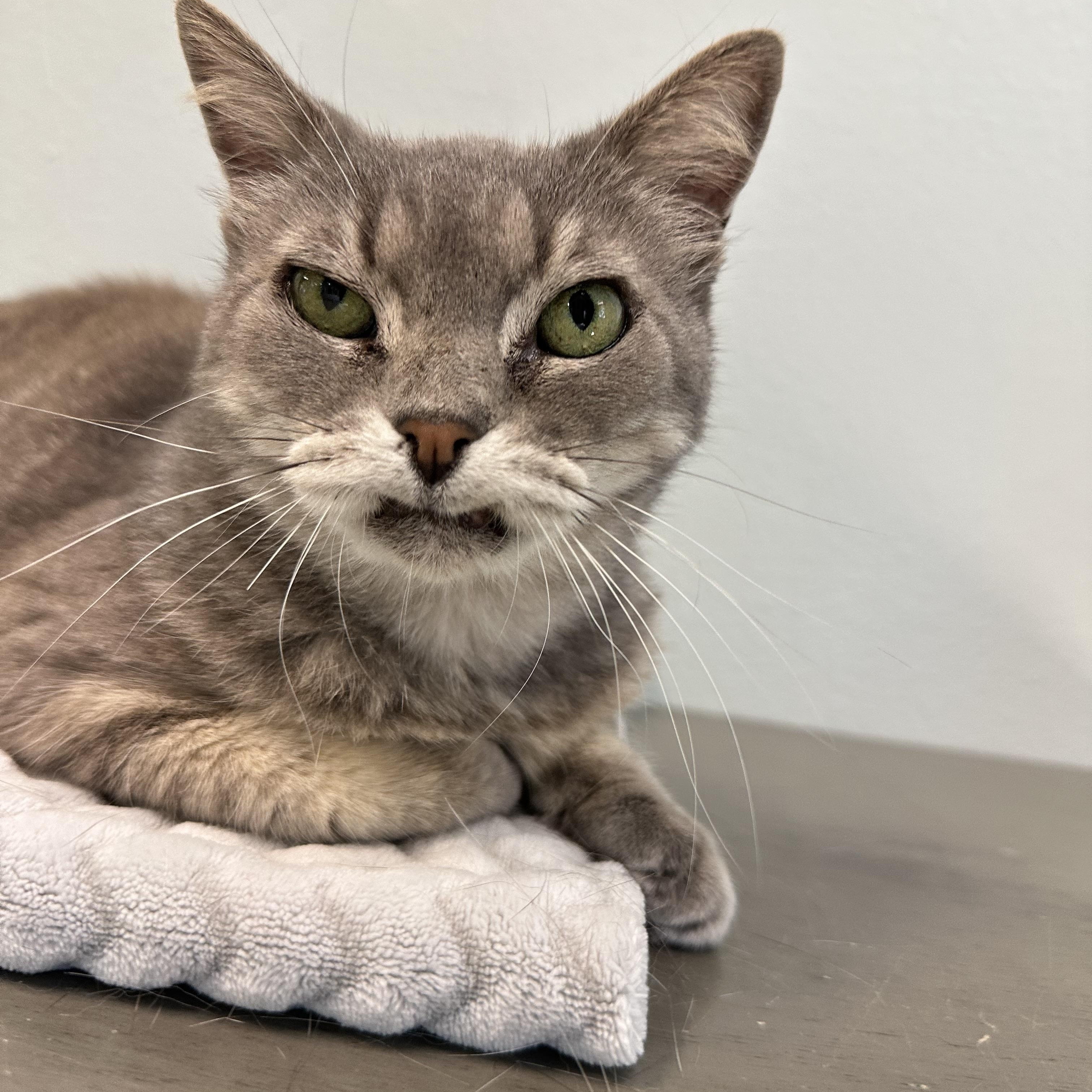 Selena, an adopted Domestic Short Hair in New Port Richey, FL image 3/4