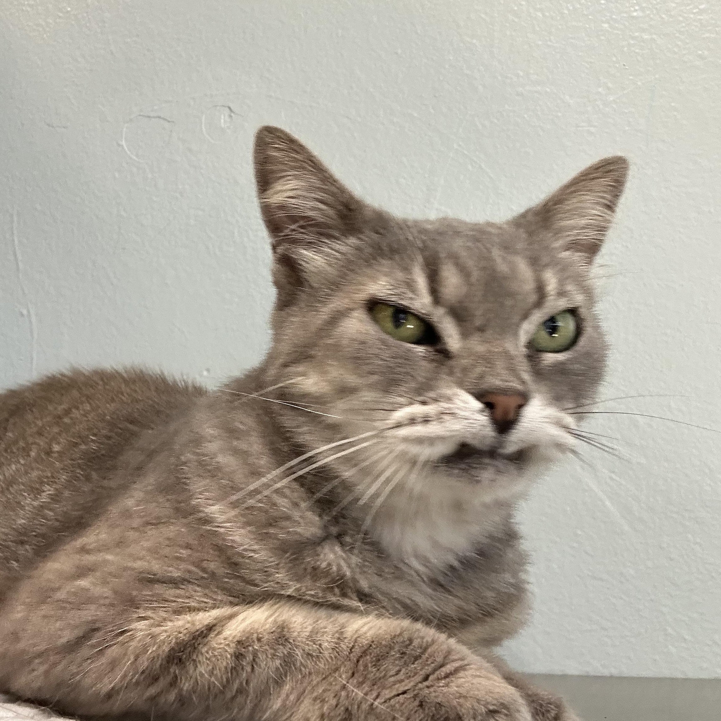 Selena, an adopted Domestic Short Hair in New Port Richey, FL image 2/4
