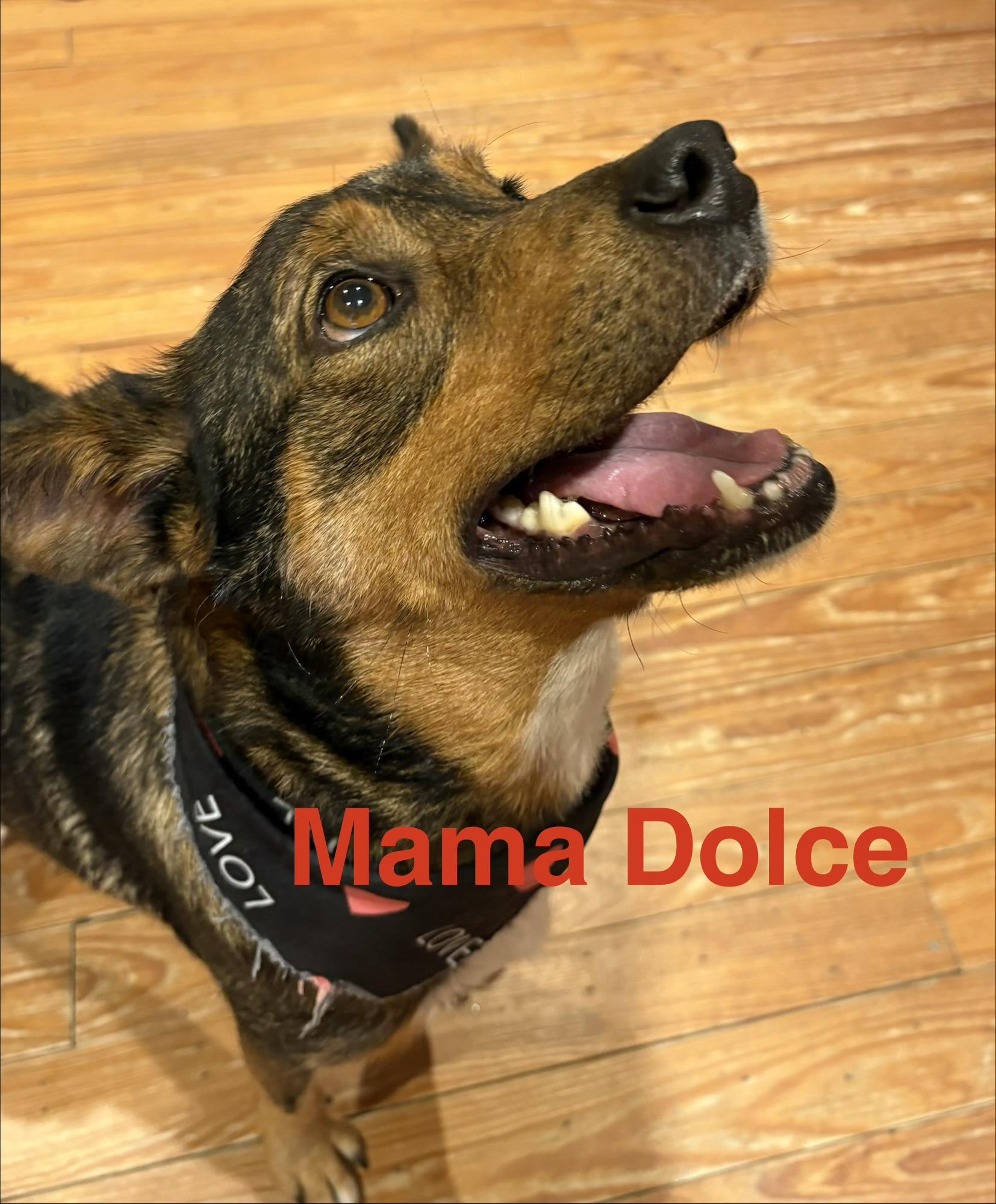 Dolce, ADOPTABLE, Adult Female Australian Cattle Dog / Blue Heeler.