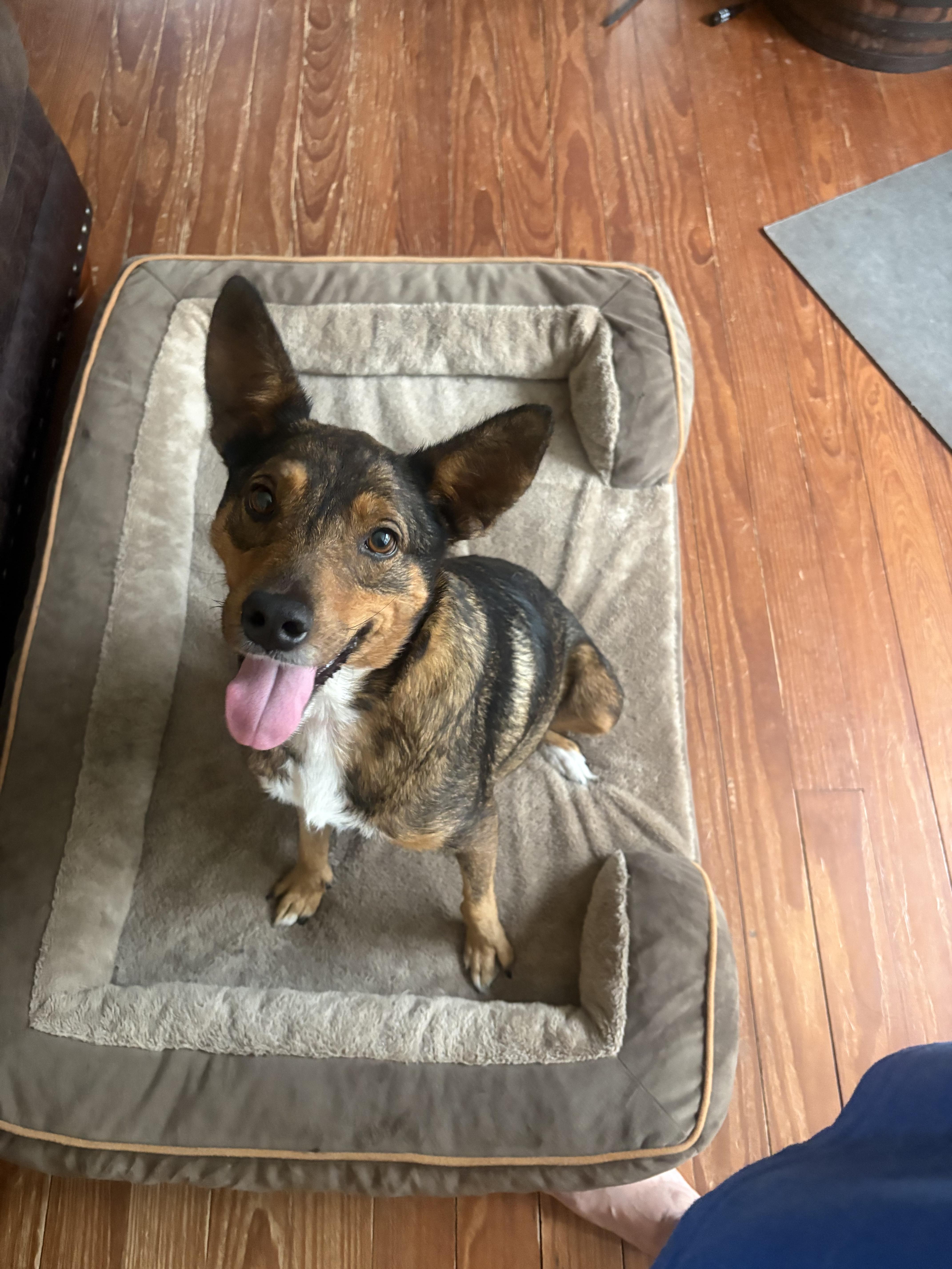 Dolce, a ADOPTABLE mixed breed in Whiting, NJ image 2/3