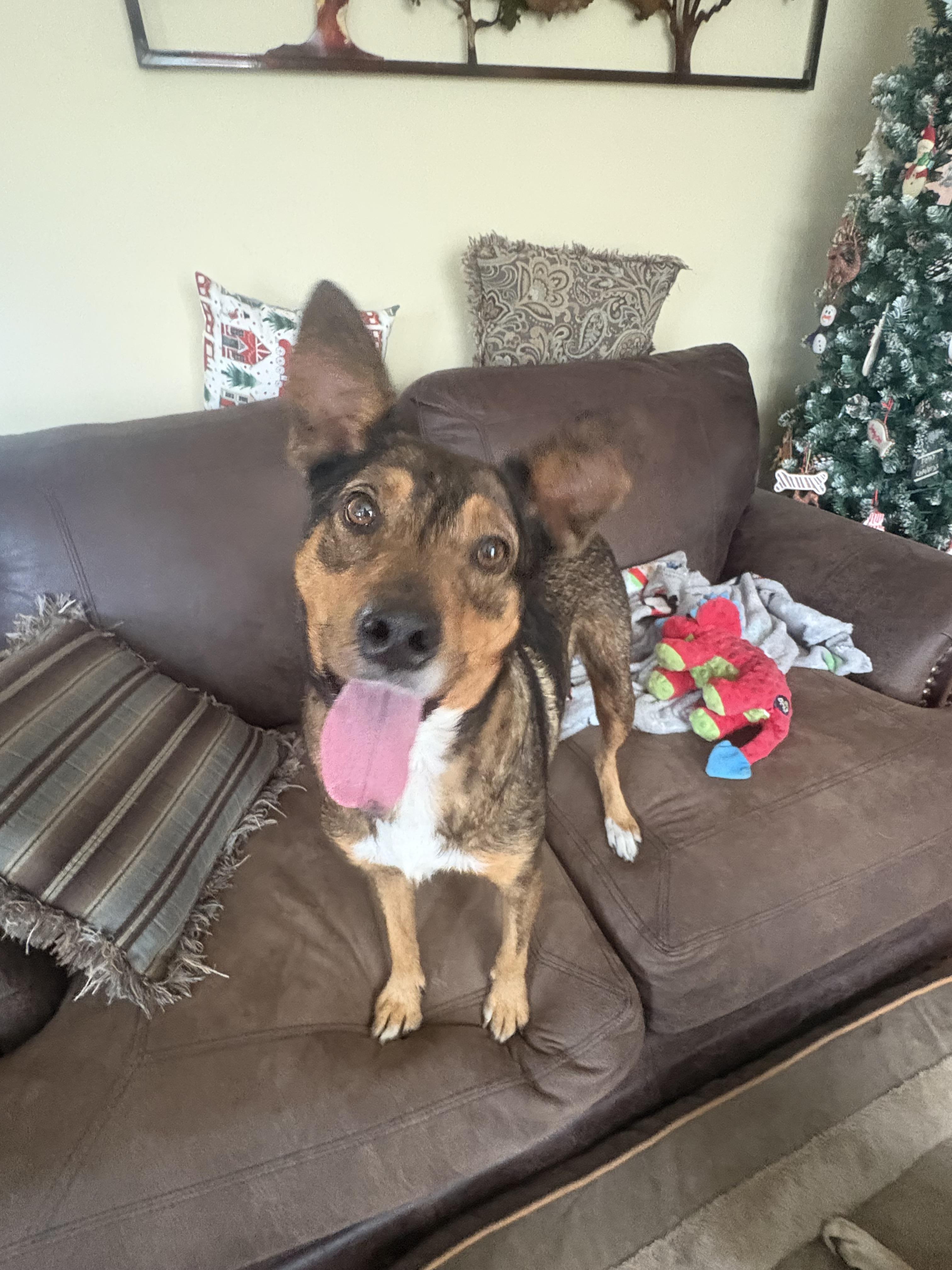 Dolce, a ADOPTABLE mixed breed in Whiting, NJ image 3/3