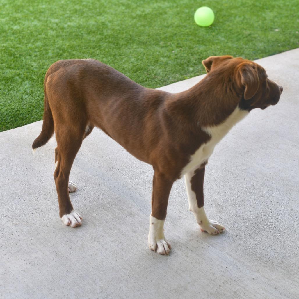 Weaver, Adoptable, Young Male Chocolate Labrador Retriever & Border Collie.