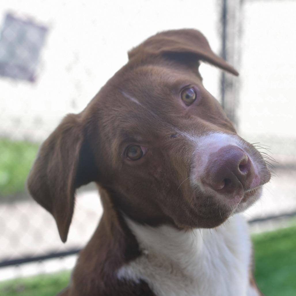 Weaver, a Adoptable mixed breed in Ottawa, KS image 2/2