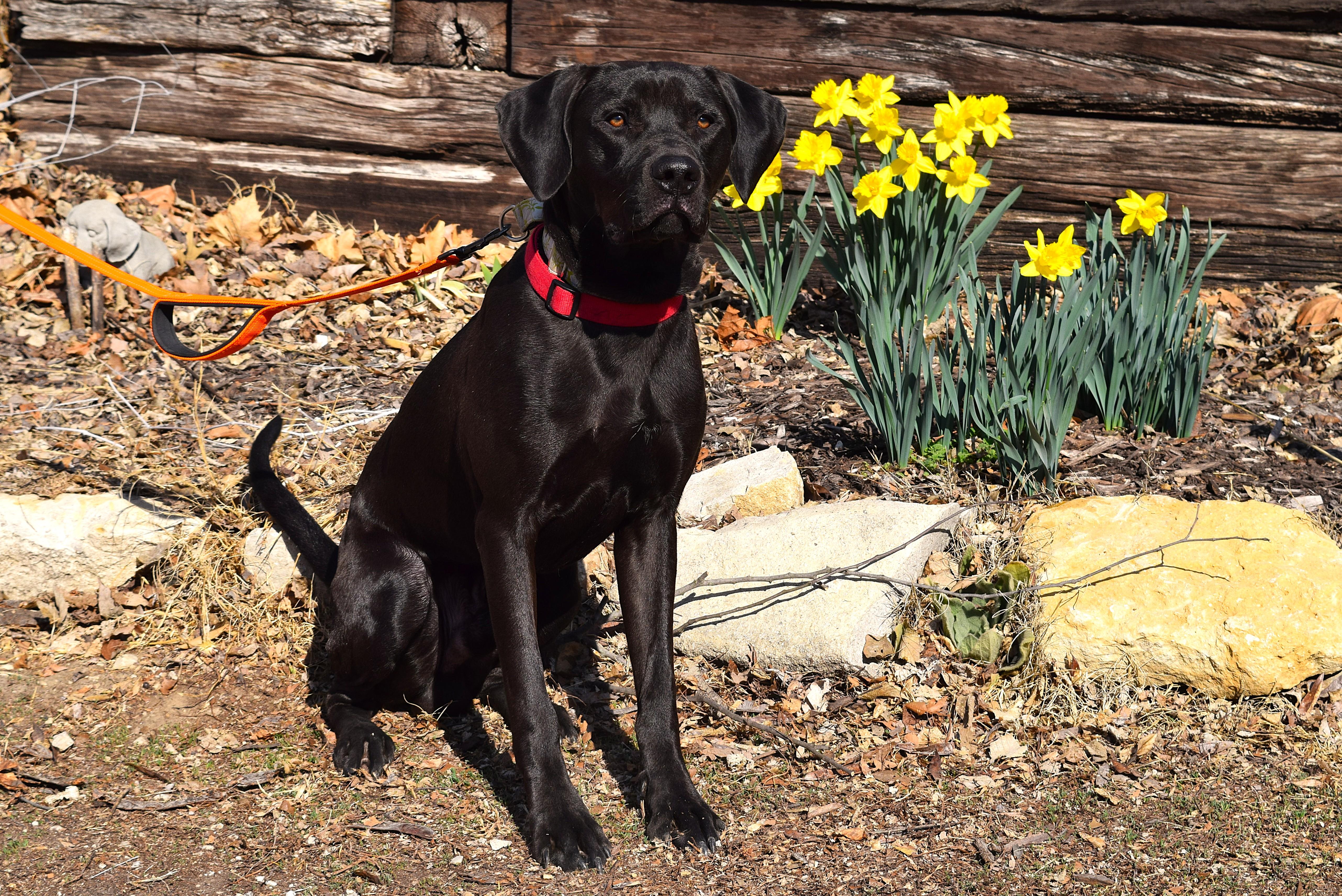 Enlarge Kalvin, a ADOPTABLE mixed breed in Parkville, MO image 3/6