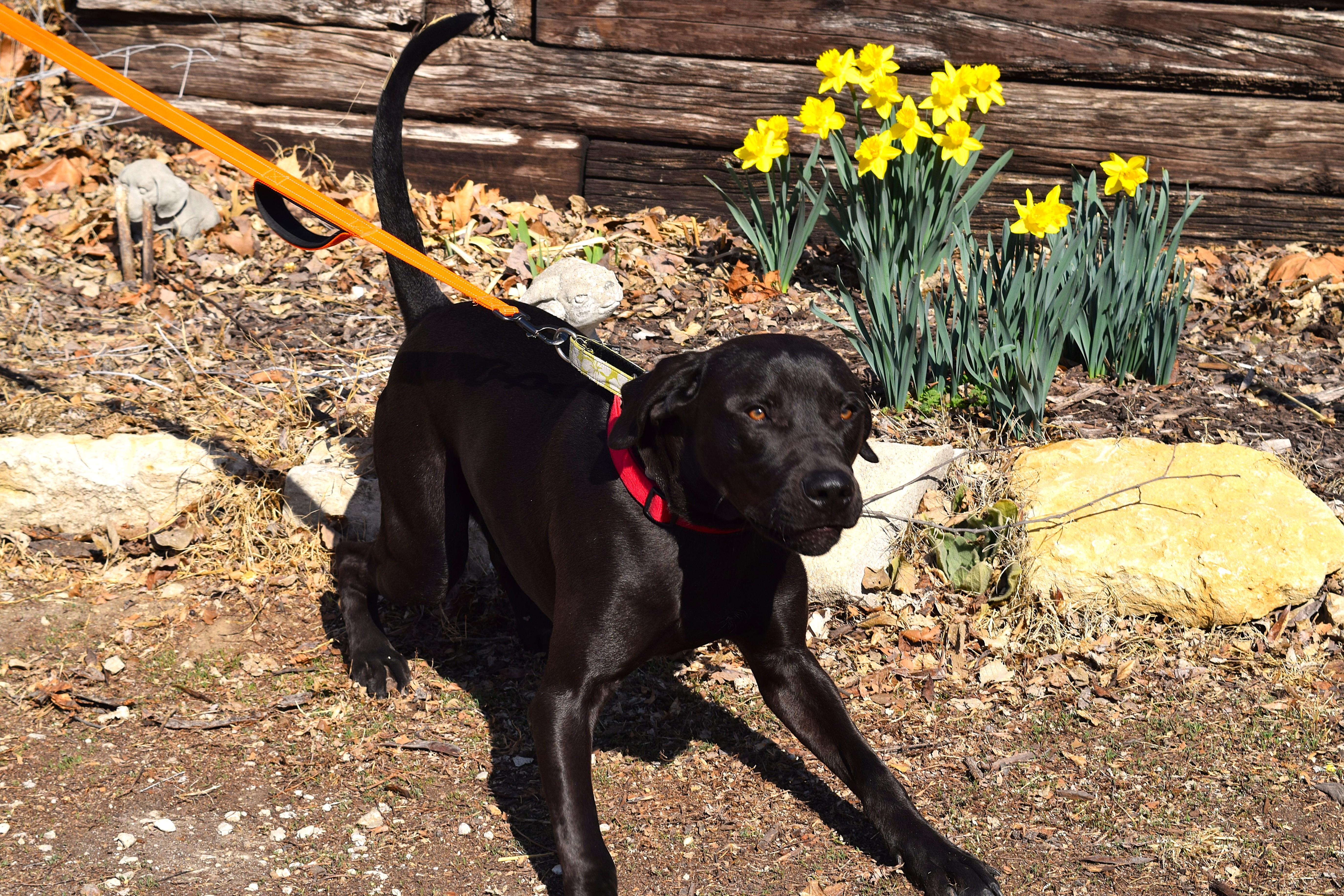 Enlarge Kalvin, a ADOPTABLE mixed breed in Parkville, MO image 4/6