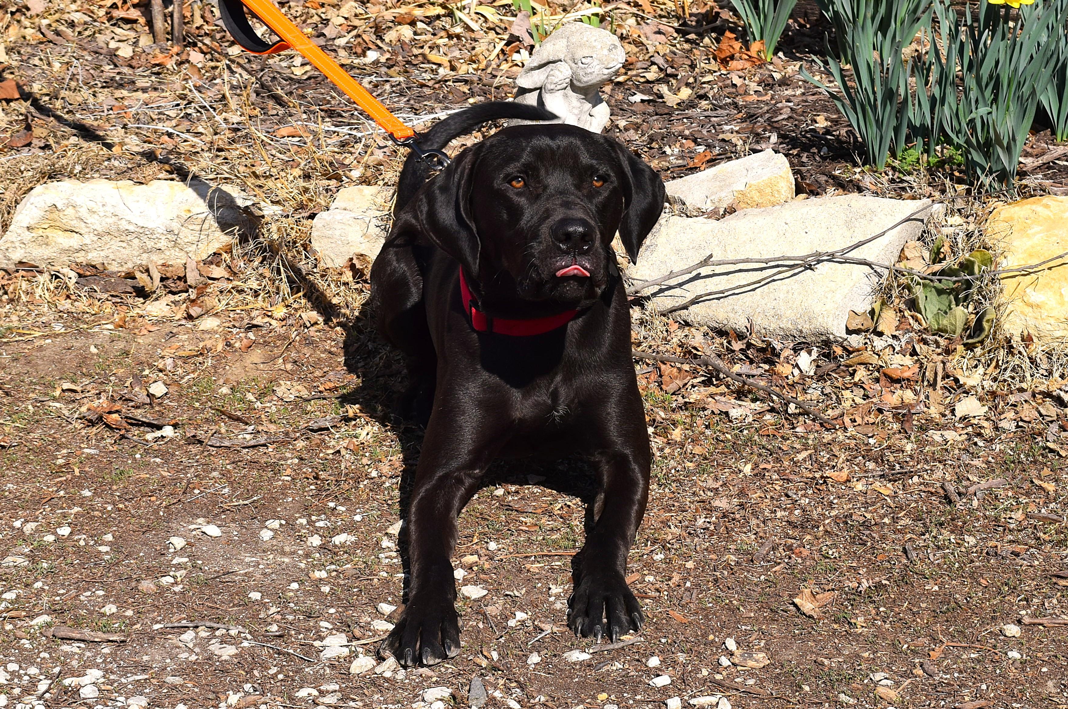 Enlarge Kalvin, a ADOPTABLE mixed breed in Parkville, MO image 5/6