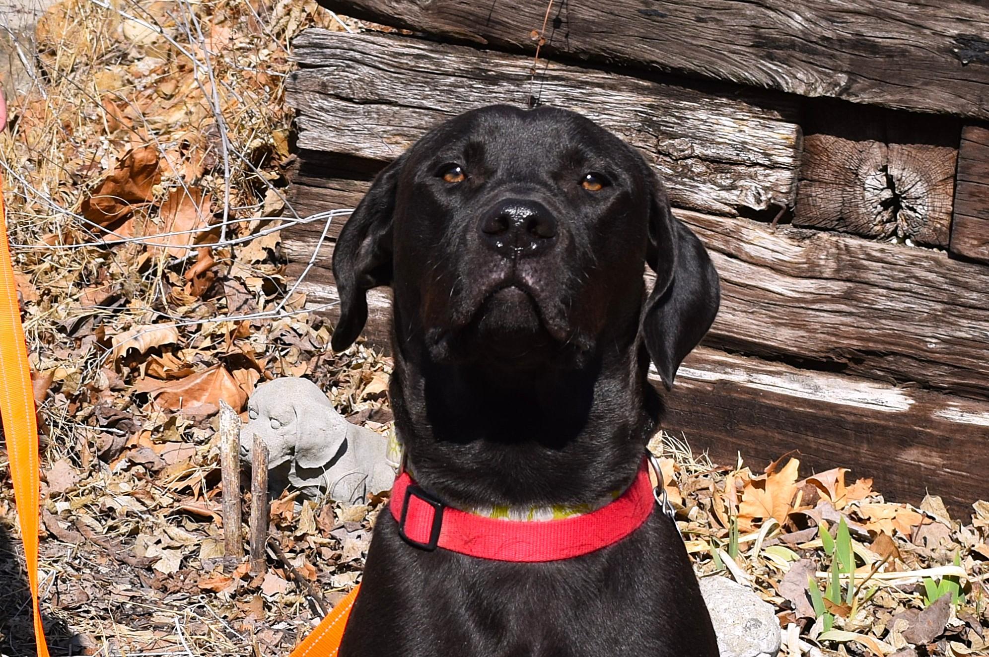 Enlarge Kalvin, a ADOPTABLE mixed breed in Parkville, MO image 6/6