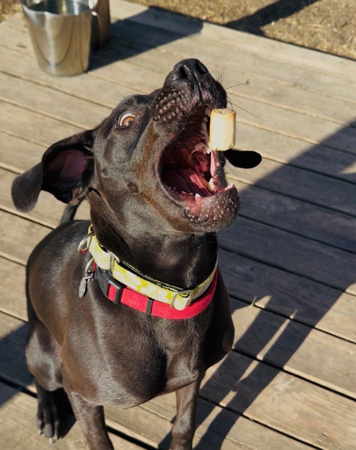 Enlarge Kalvin, a ADOPTABLE mixed breed in Parkville, MO image 2/6