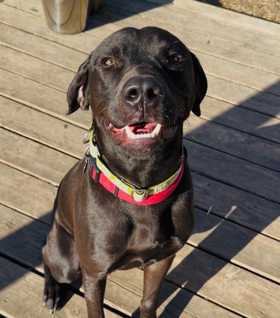 Enlarge Kalvin, a ADOPTABLE mixed breed in Parkville, MO image 1/6