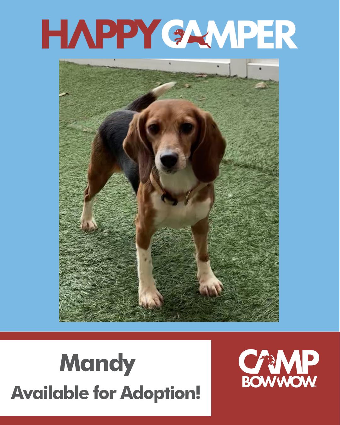 Enlarge Fosters Needed for Retired Research Heroes!, a Adoptable Beagle in Grayslake, IL image 2/2