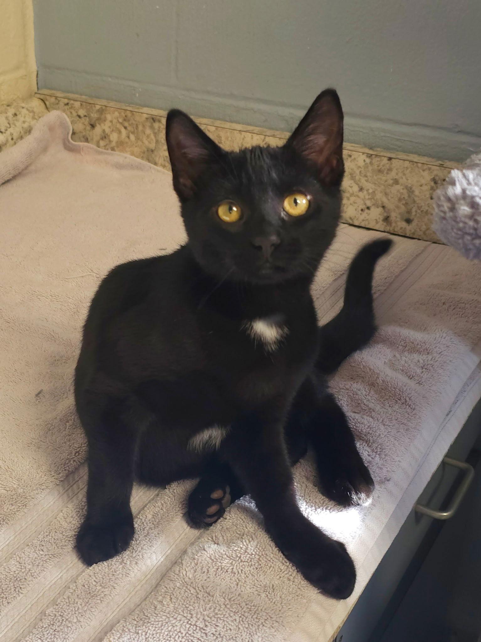 Kit, Adoptable, Young Male Domestic Short Hair.