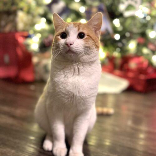 Tigger, Adoptable, Young Male Domestic Short Hair.