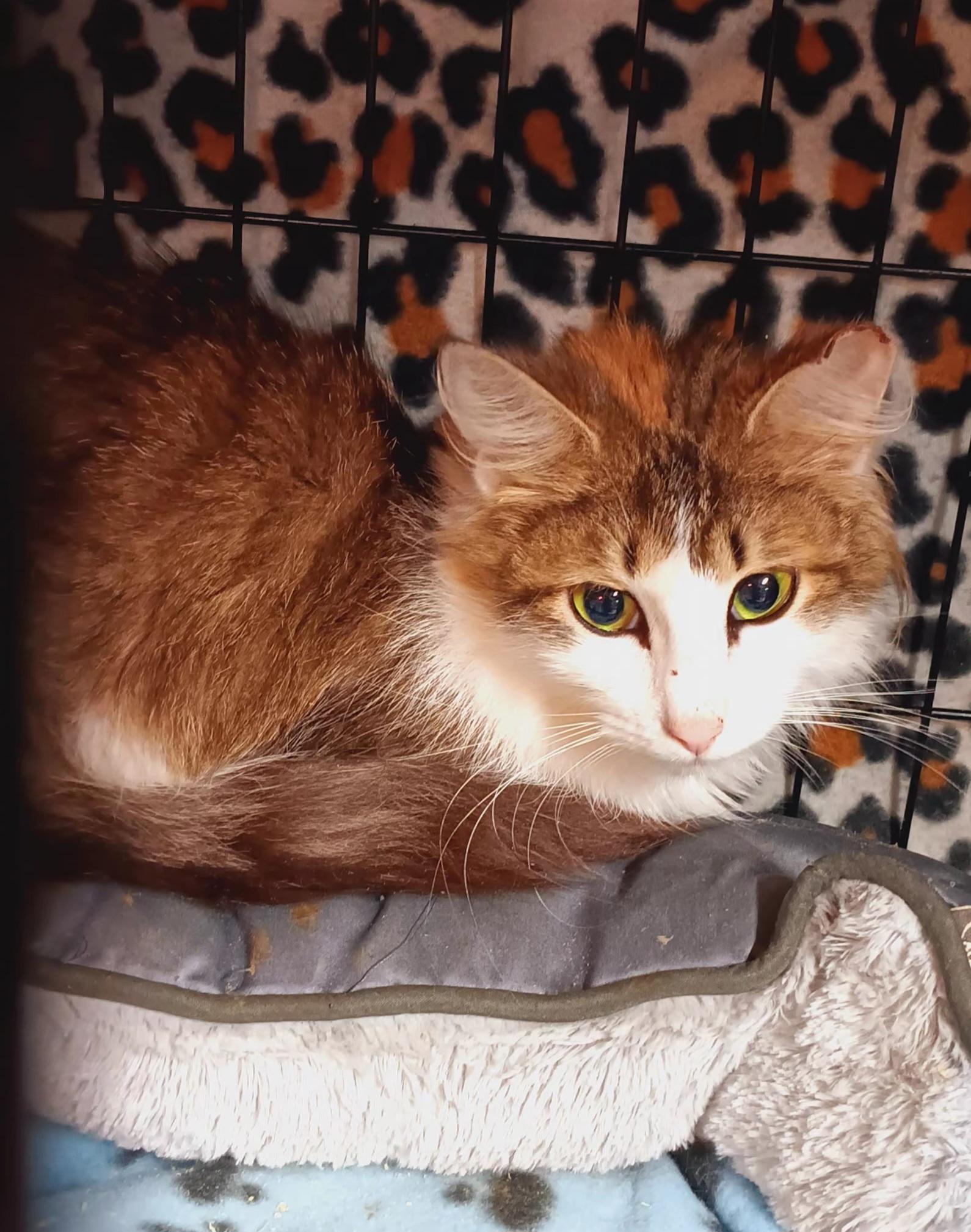 Mishka, Adoptable, Adult Female Domestic Long Hair.