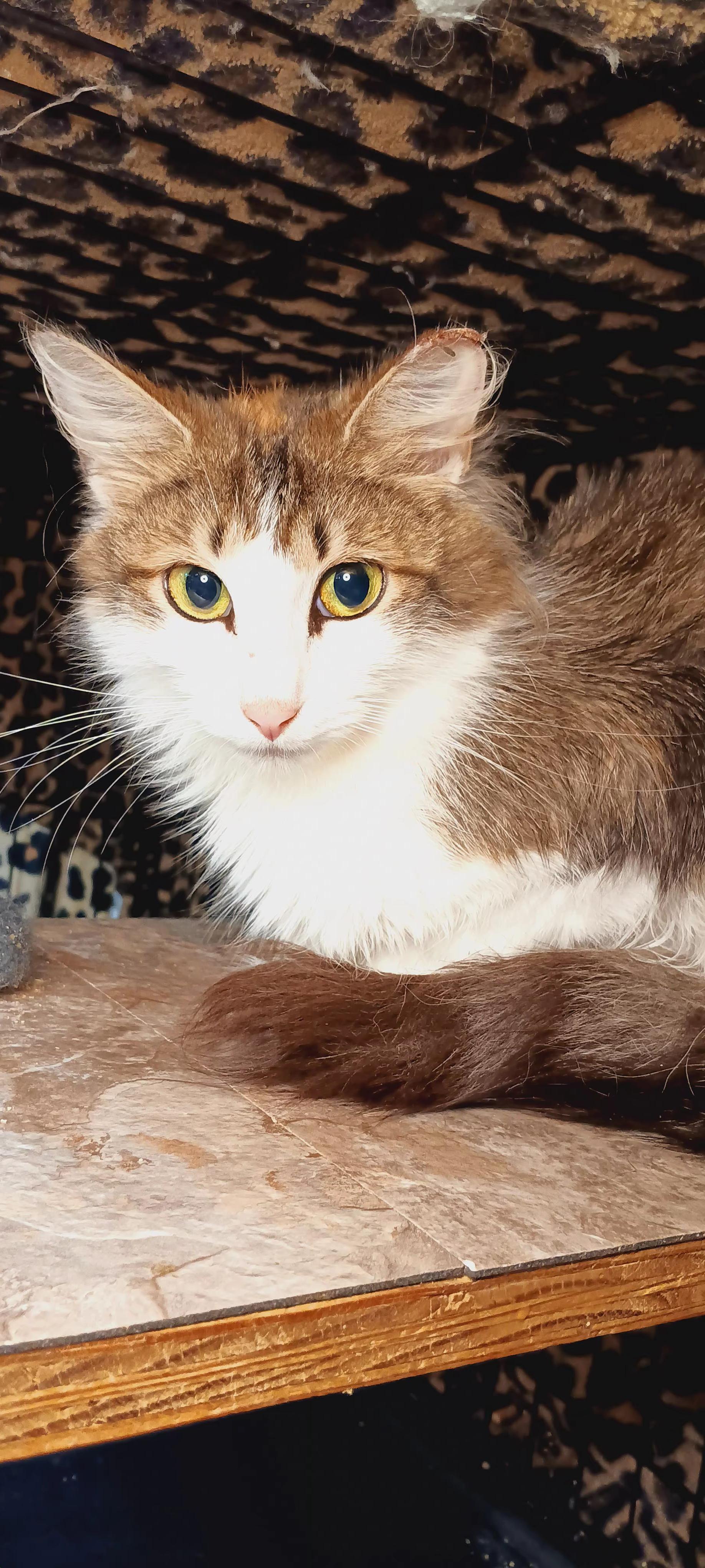 Enlarge Mishka, a Adoptable Domestic Long Hair in Bethpage, NY image 2/4