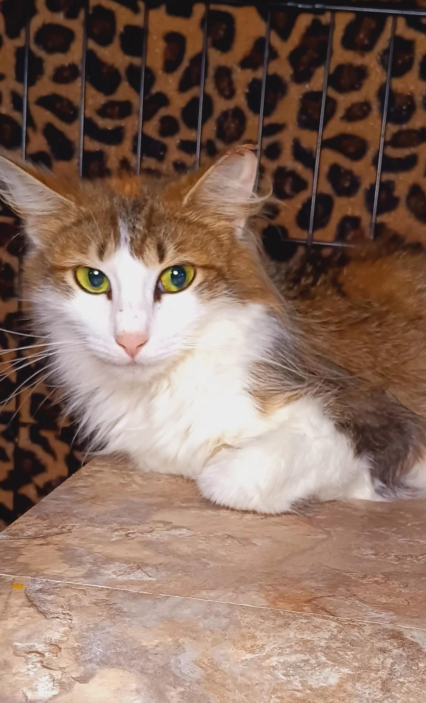 Enlarge Mishka, a Adoptable Domestic Long Hair in Bethpage, NY image 3/4