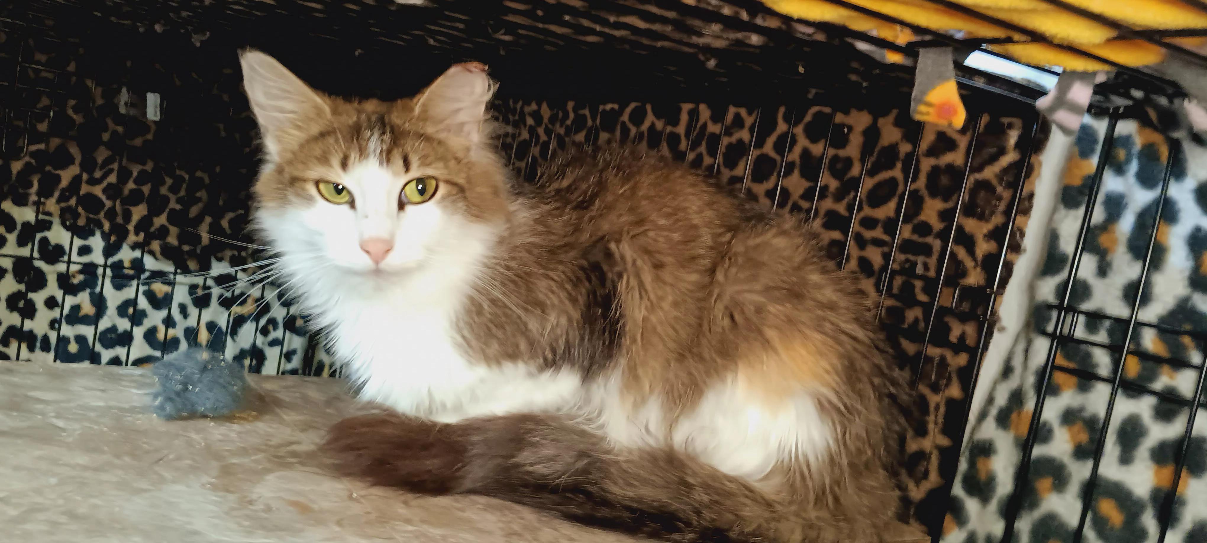 Enlarge Mishka, a Adoptable Domestic Long Hair in Bethpage, NY image 4/4