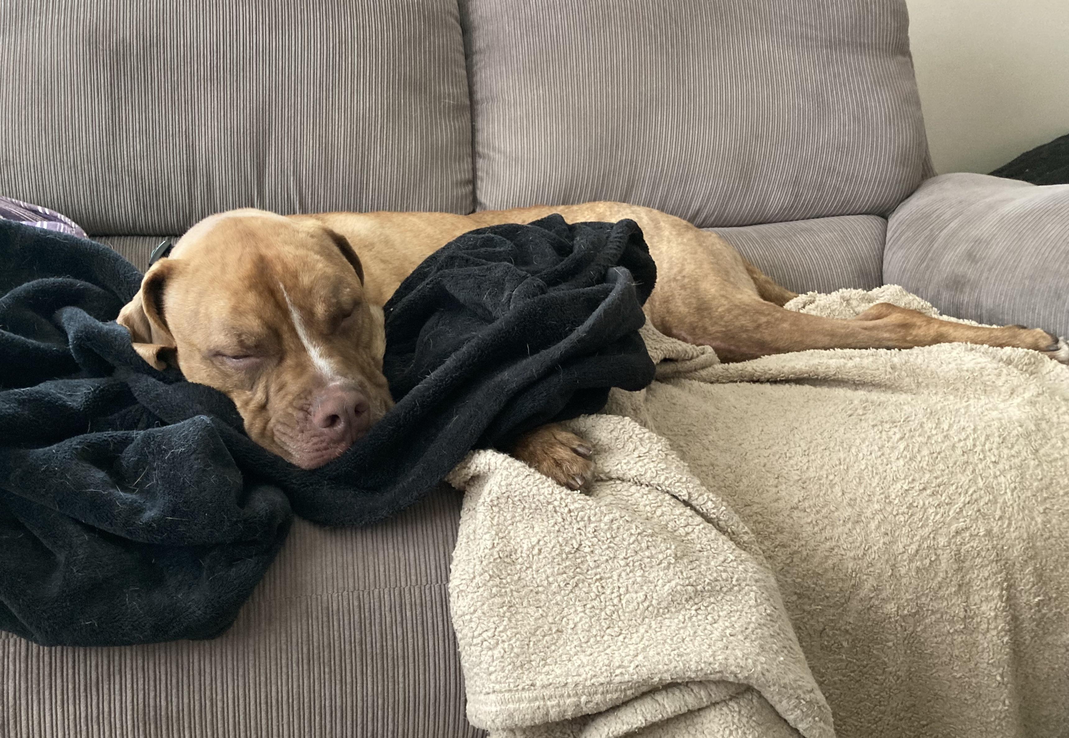 Sheila, an adoptable Mixed Breed in Saskatoon, SK, S7H 0W2 | Photo Image 2