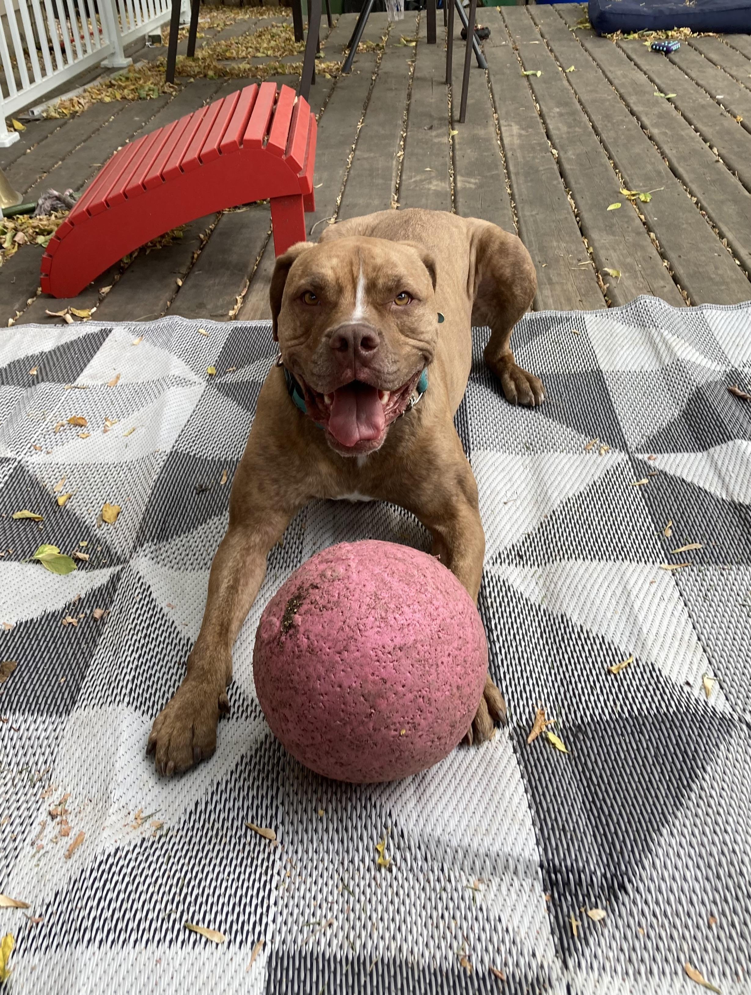 Sheila, an adoptable Mixed Breed in Saskatoon, SK, S7H 0W2 | Photo Image 1
