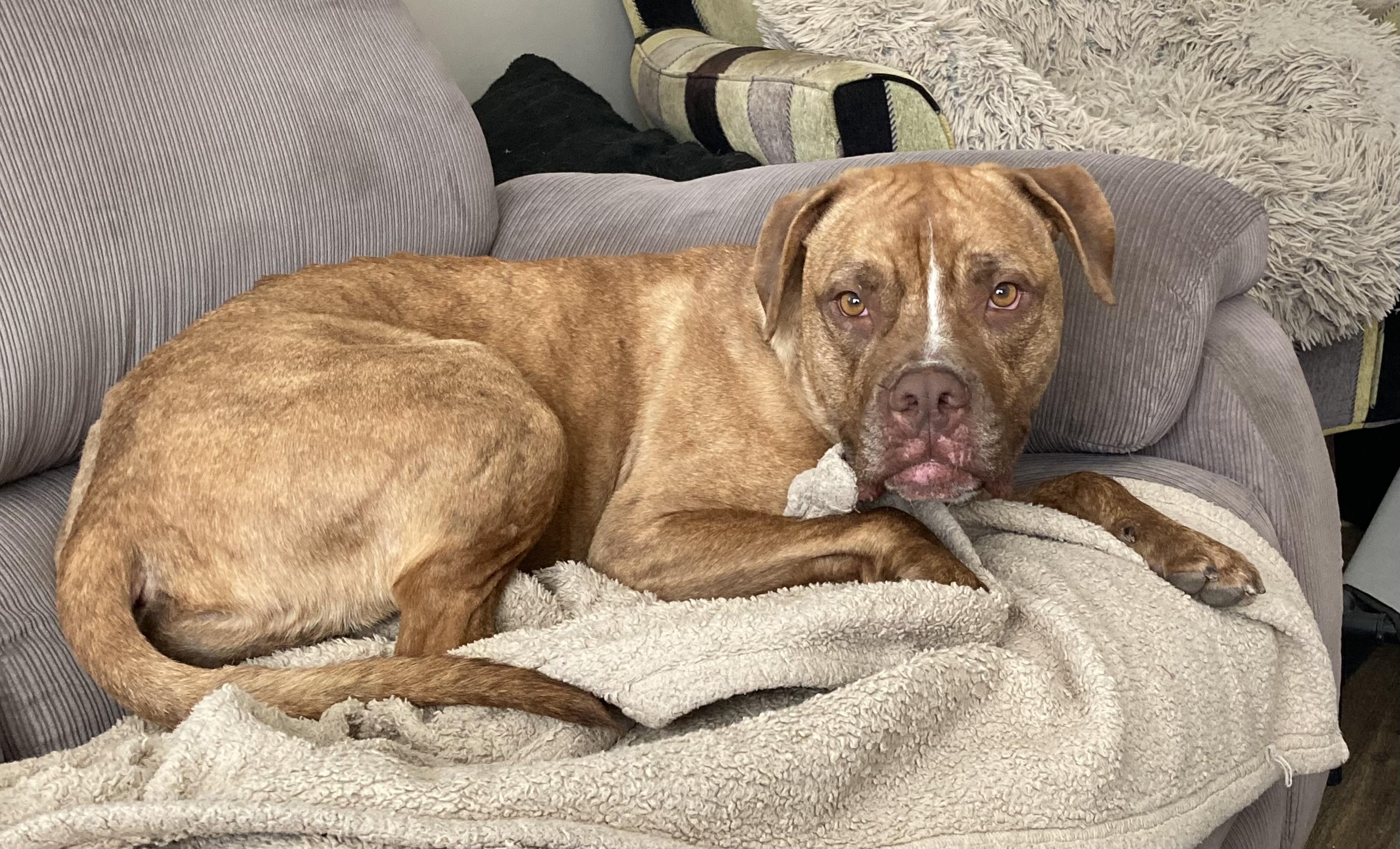 Sheila, an adoptable Mixed Breed in Saskatoon, SK, S7H 0W2 | Photo Image 3